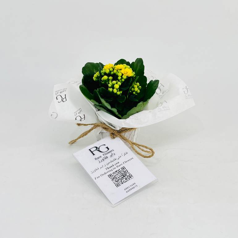 Kalanchoe plant No.11311