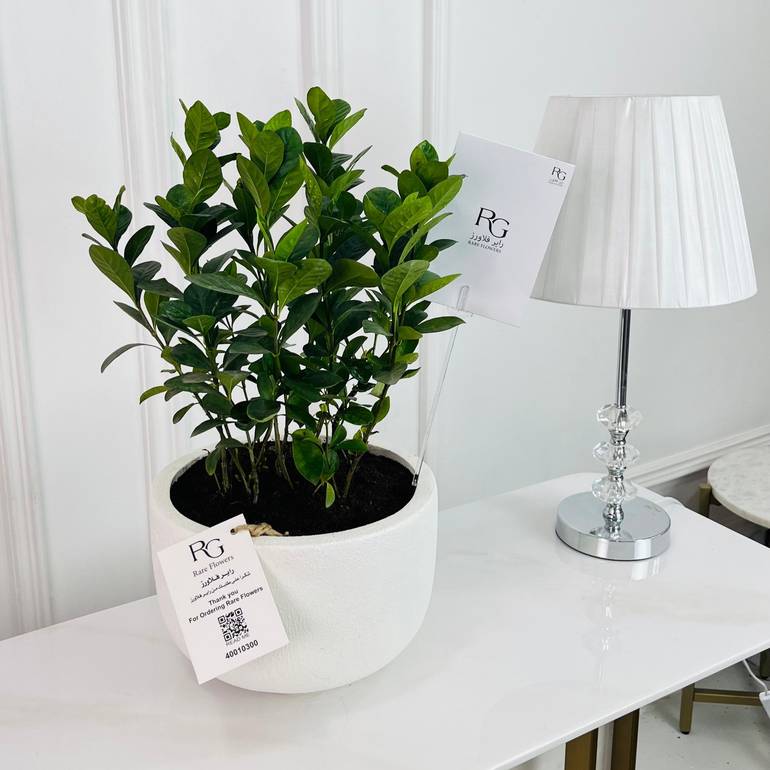Zamioculcas Plant No.16761