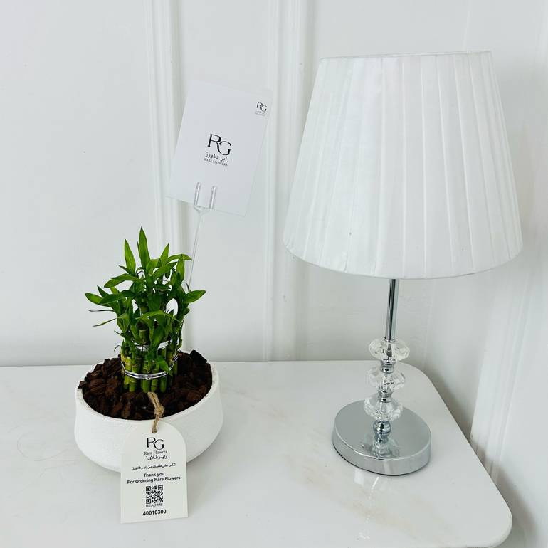 Bamboo Plant No.18012