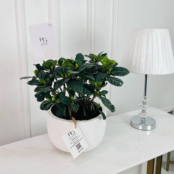 Gardenia Plant No.16875