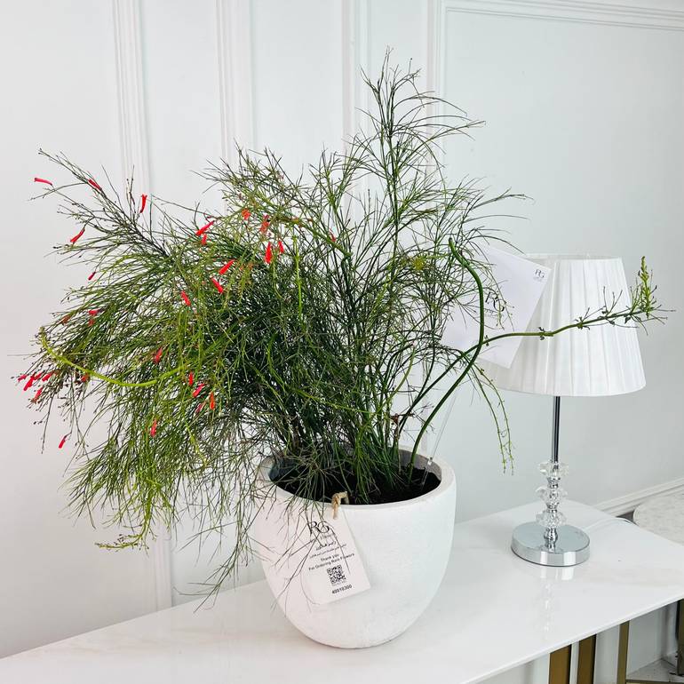 Firecracker Plant No.16878