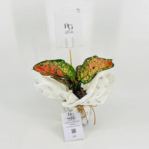 نبات الاجلونيما رقم.9570-685