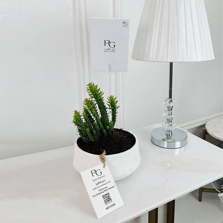 نبات الصبار إبرة حواء رقم.16704