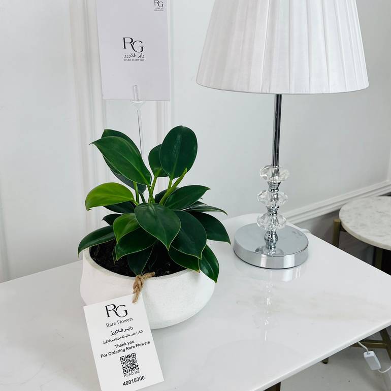 Ficus elastica Plant 12ø 40cm No.16800