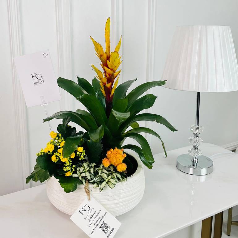 Guzmania, pink cactus, kalanchoe and fittonia Plant No.16906