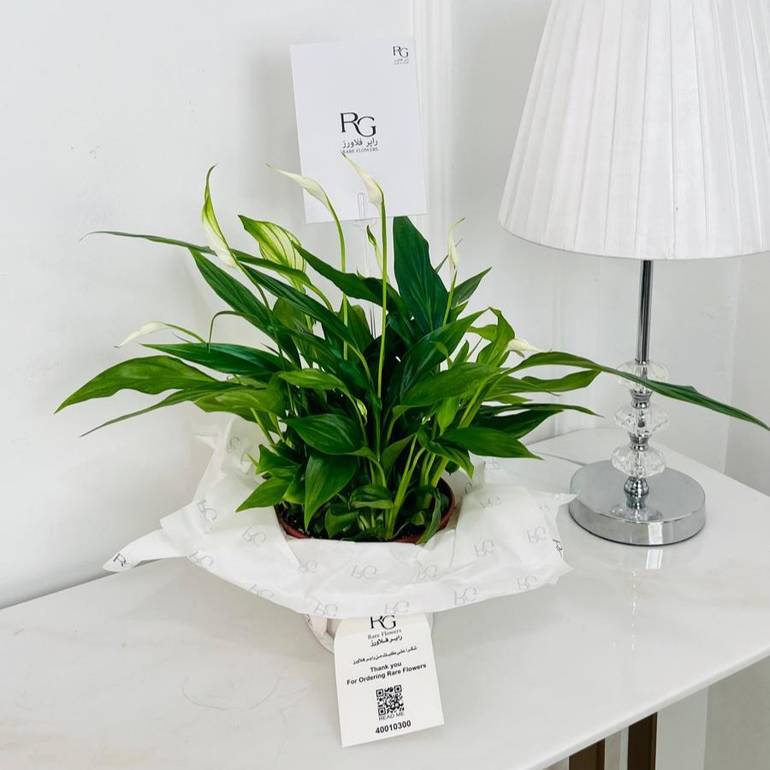 Spathiphyllum Bellini Plant No.17907