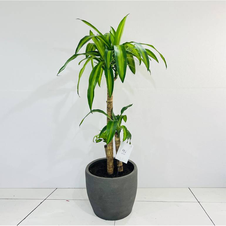 Dracaena No.11020