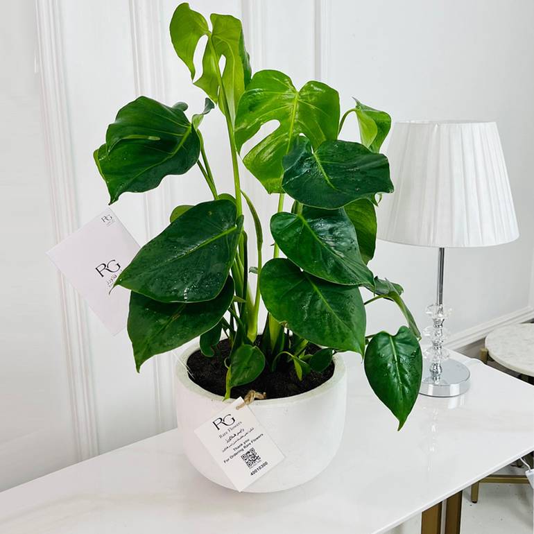 Golden Pothos Plant No.16818