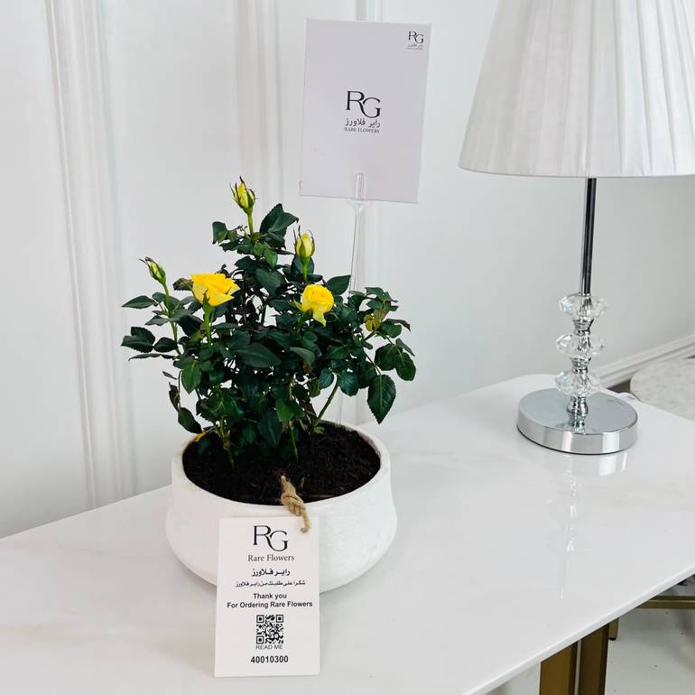 Rosa Plant No.16741