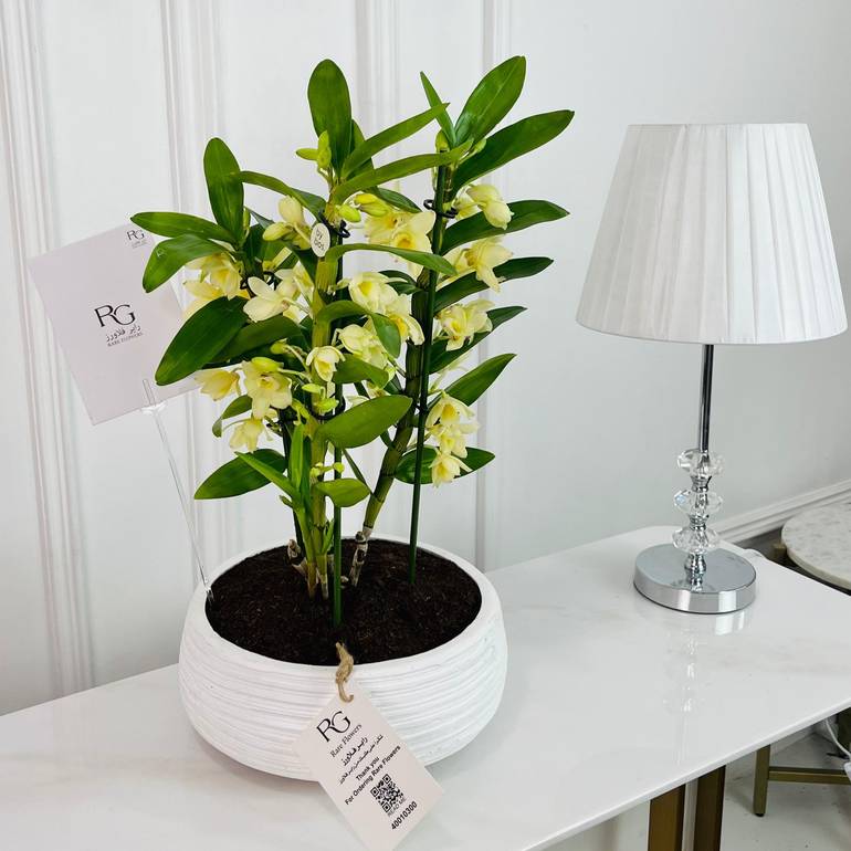 Dendrobium nobile Plant No.16807