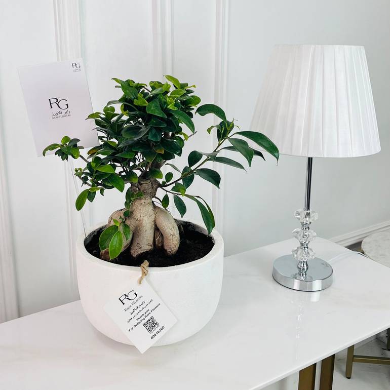 Bonsai Ficus Plant No.16896