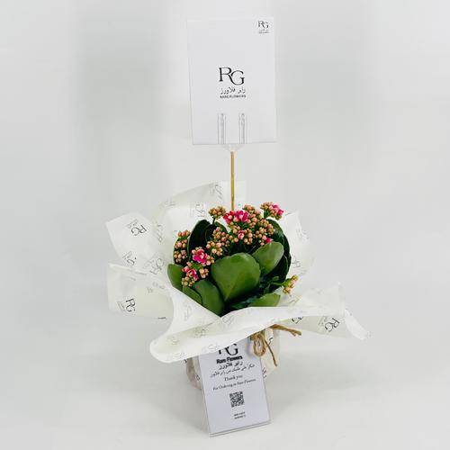 نبات الكلانشو فوشيا رقم.9553-382