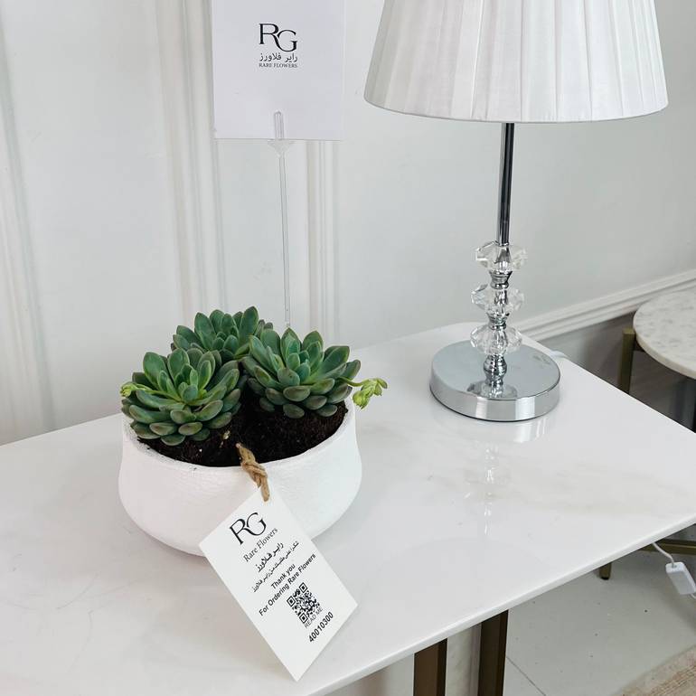 Echeveria Plant potsize 8cm, height 15cm: No.16727
