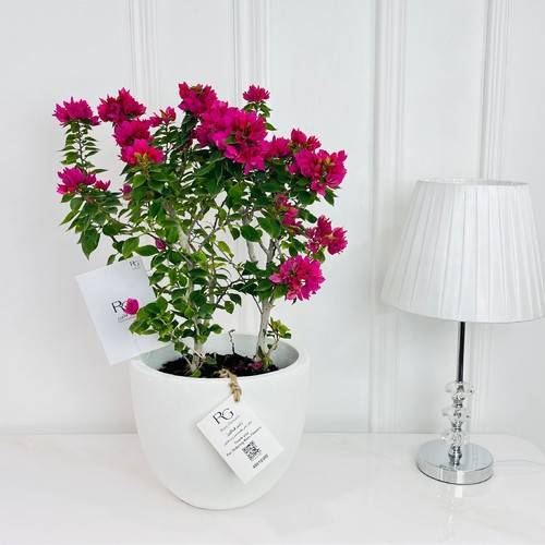 النباتات رقم.16431