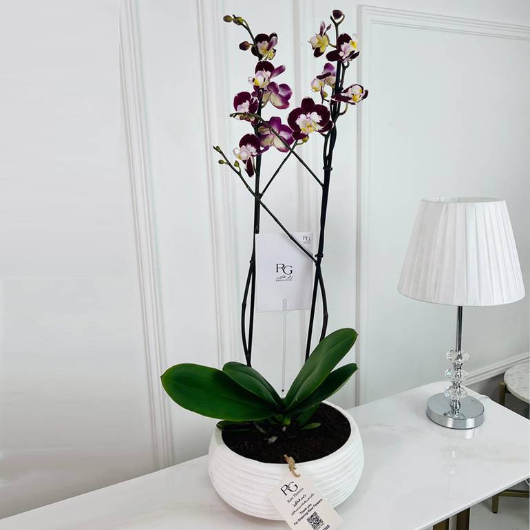 Phalaenopsis Plant No.16785