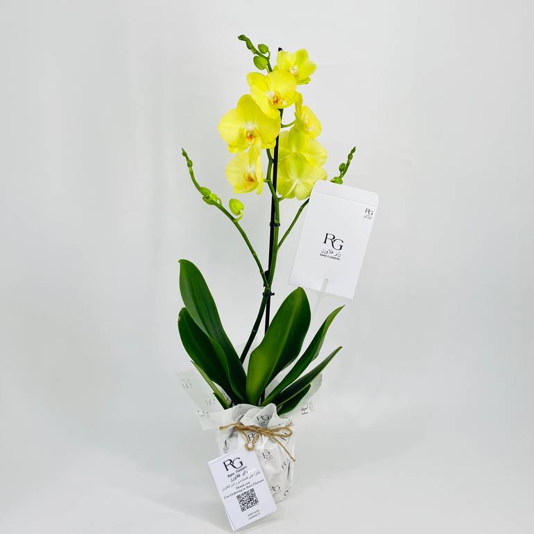 Phalaenopsis Violet 1 stem No.10668