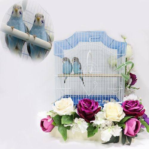 Two pairs of budgies with colorful artificial flowers.04-61
