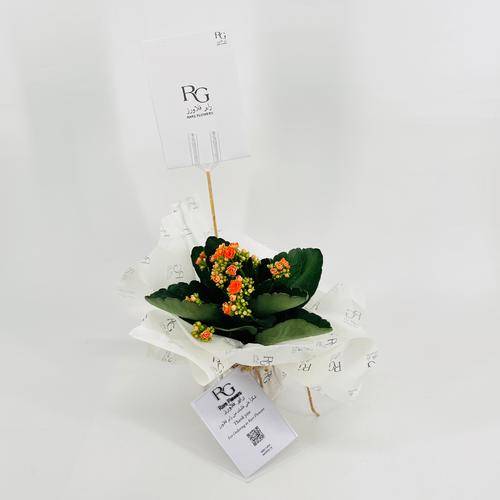 Kalanchoe Rosalina orange No.9554