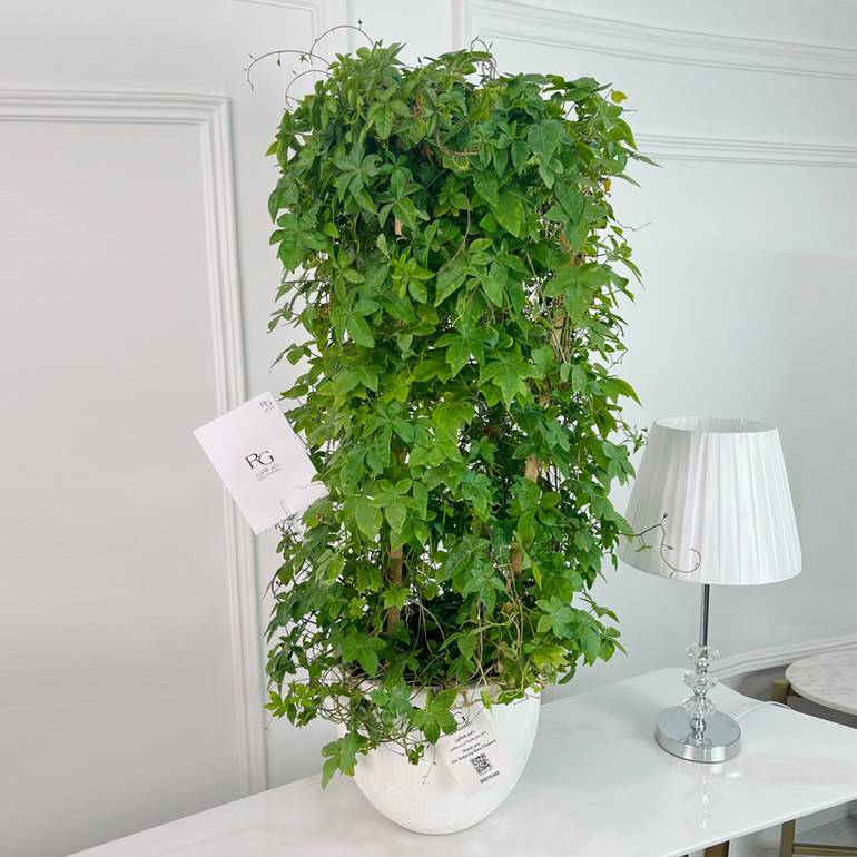 Ivy Plant No.16872