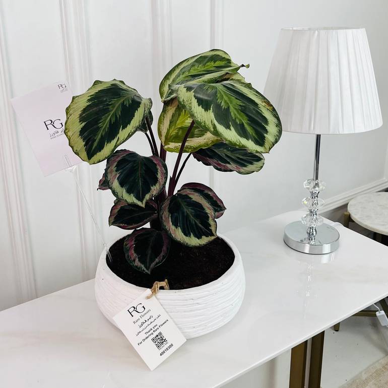 calathea roseopicta Plant No.16815