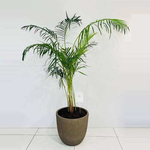 Areca palm No.11022