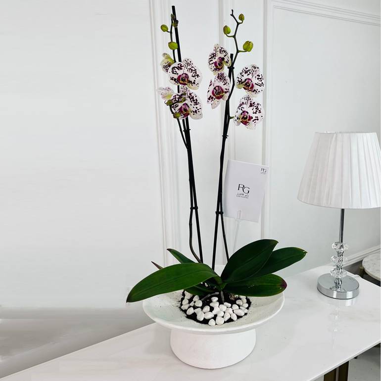 Phalaenopsis Plant No.16783