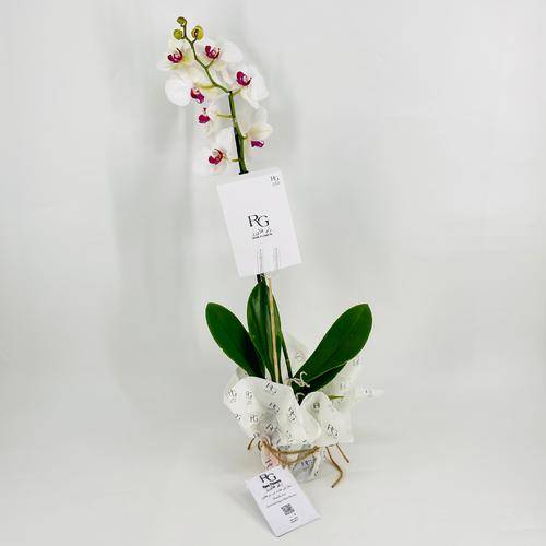 Phalaenopsis white 1 stem No.9593