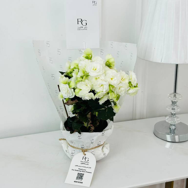 Begonia Plant No.18713