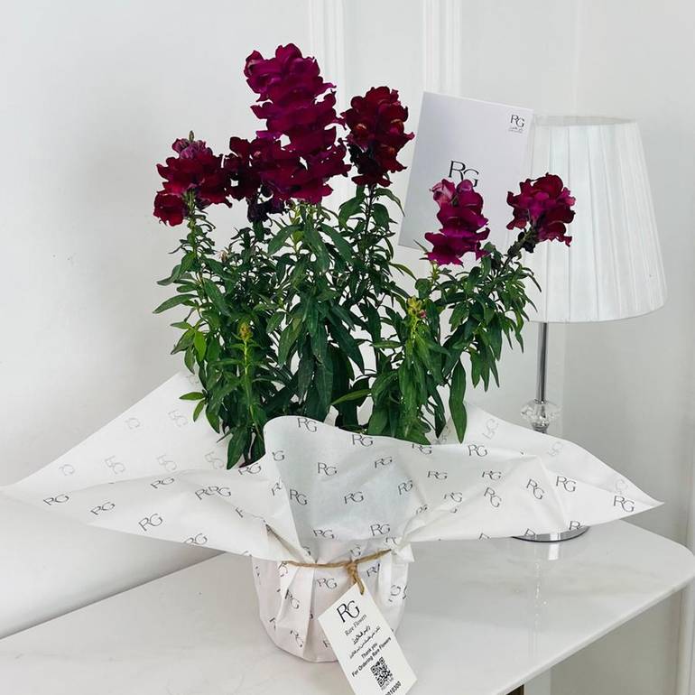 Snapdragon Plant No.17888