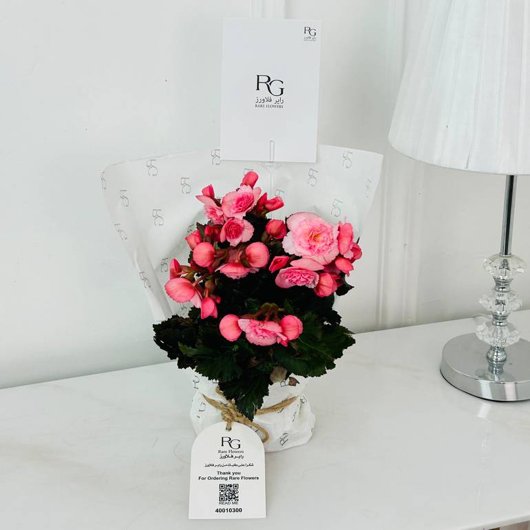 Begonia Plant No.18714