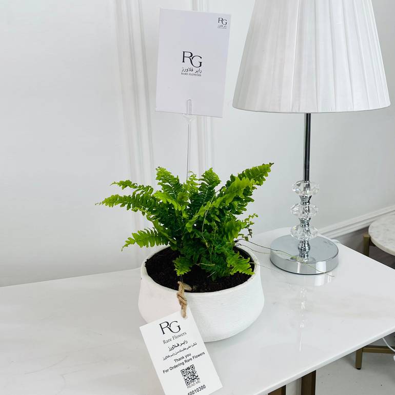 Bosten fern Plant No.16716