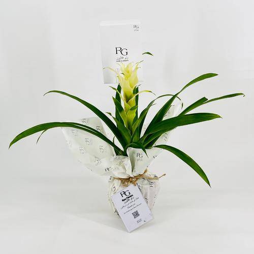 Guzmania No.9571