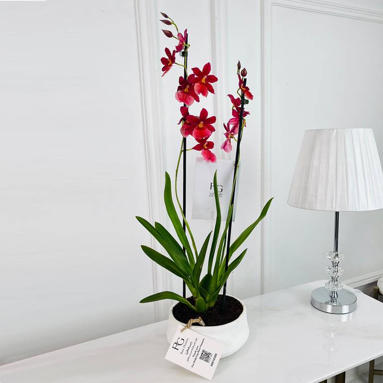 Phalaenopsis Plant No.16817