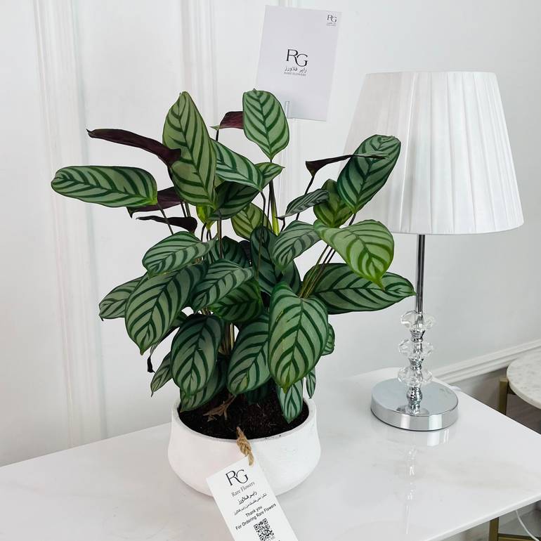 Calathea mix Plant potsize 12cm, height 40cm No.16717