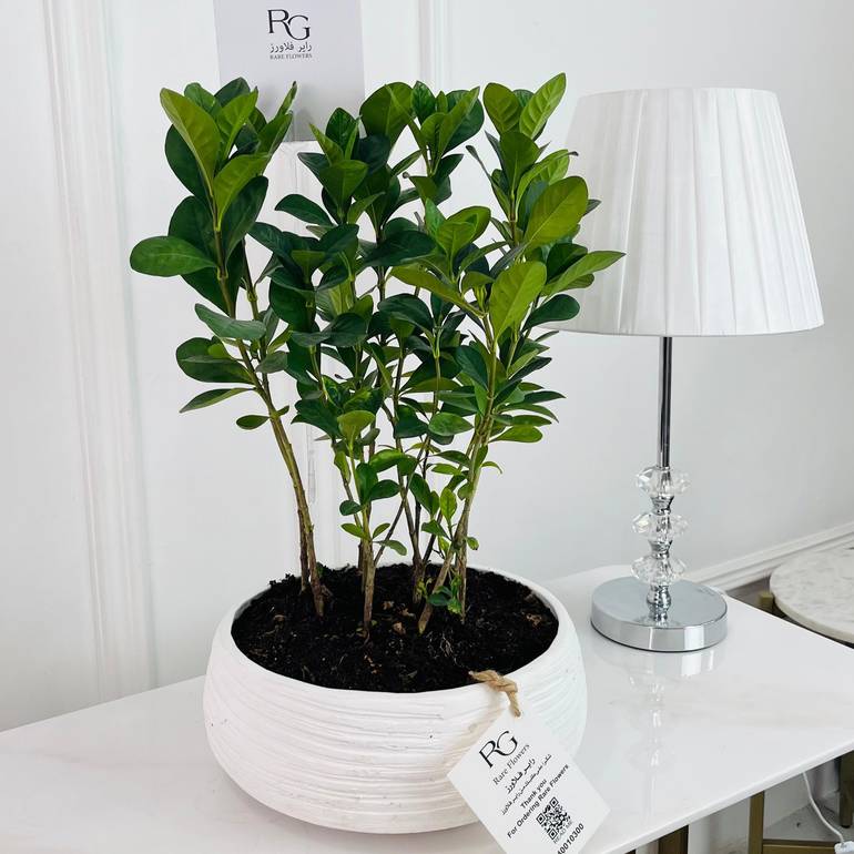 fiddle leaf fig Plant 60 cm No.16801