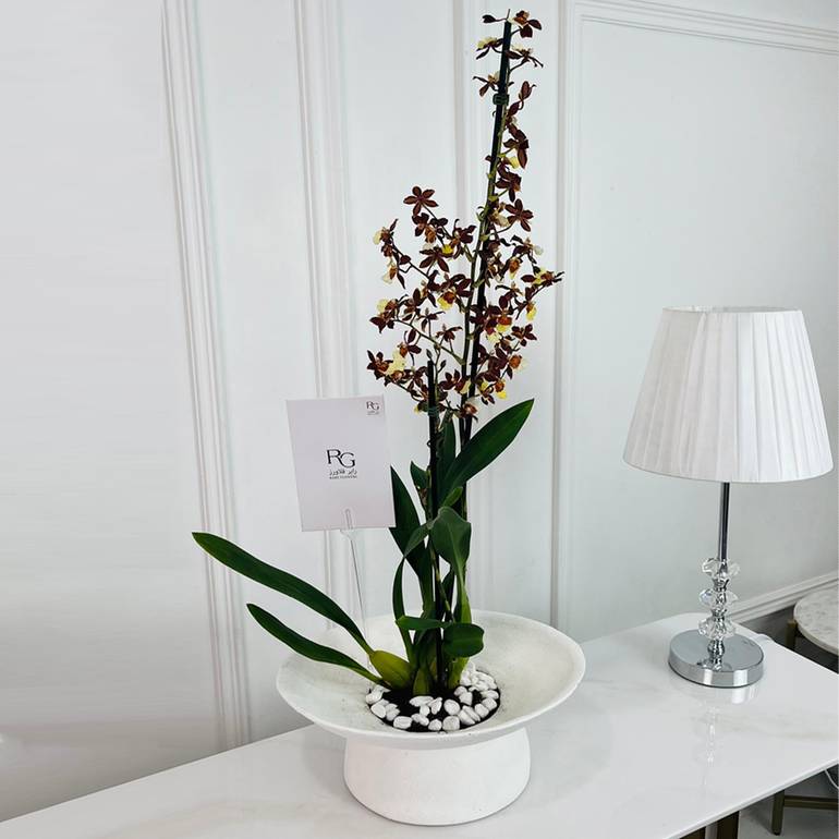 Oncidium Sharry Baby Plant No.16806