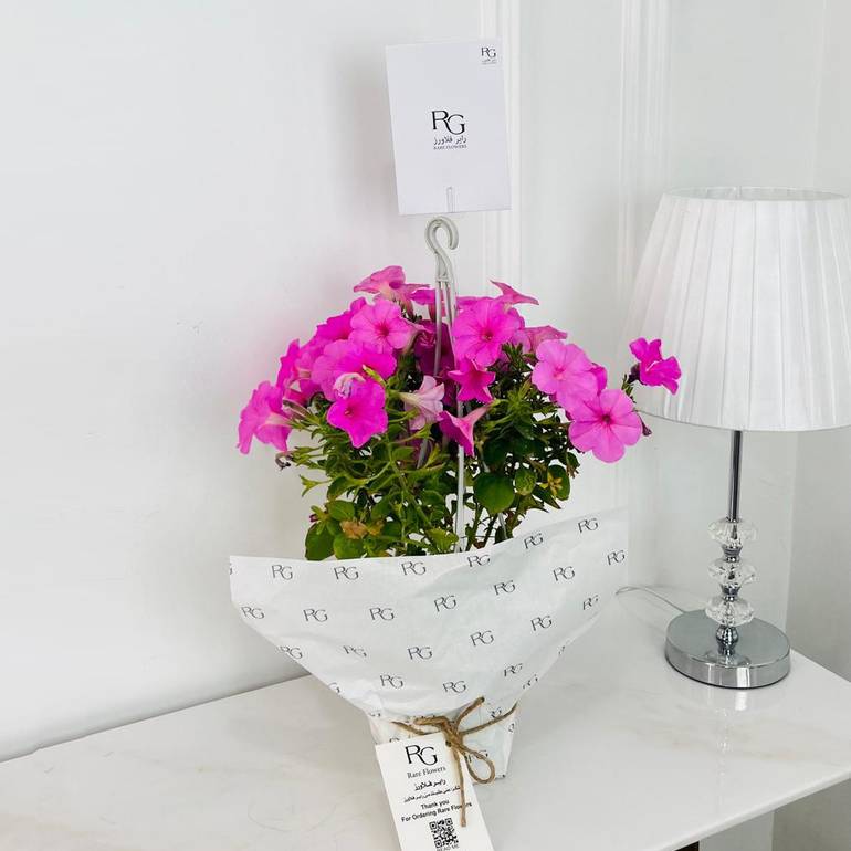 primula Plant No.17896