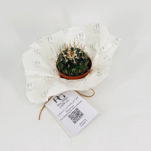 Cactus No.9604