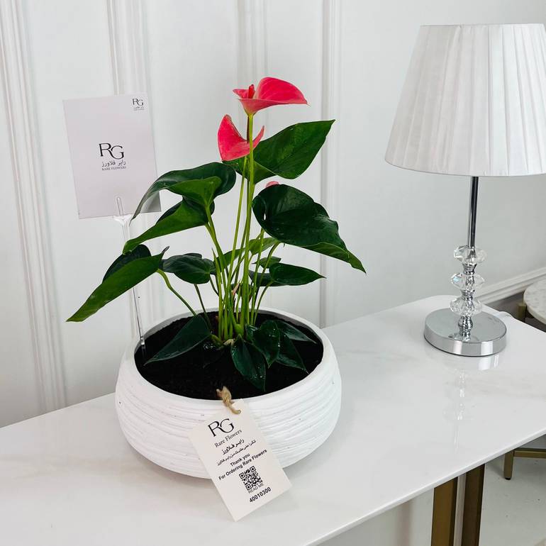 Anthurium Plant No.16773