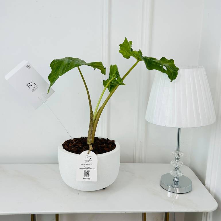 Alocasia Plant No.18015