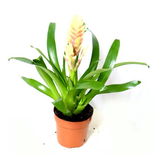White bromeliad pot No.939