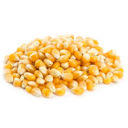 حب ذرة (فشار) 20 ك
