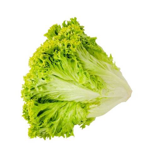 خس لولو هولندي
