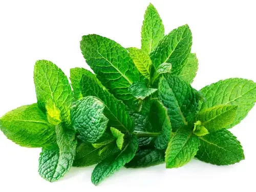 نعناع