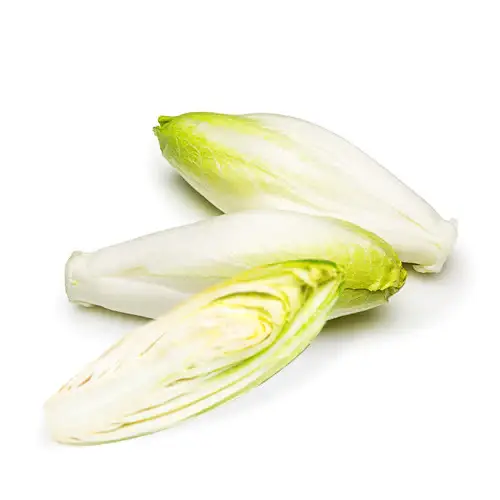 هندباء بيضاء
