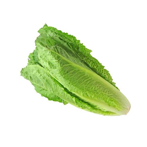 خس طويل