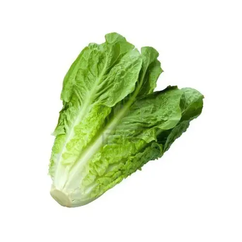 خس طويل