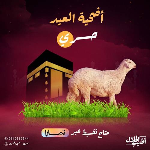 خروف حري – جذع كبير طيب