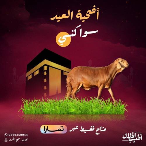 خروف سواكني – جذع تربية – حي أضحية طيب
