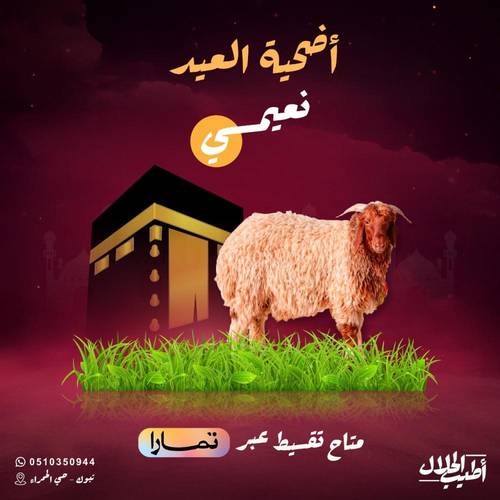 خروف نعيمي – جذع حي – كبير طيب